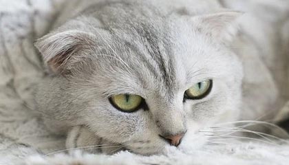 随机【科技助赛】VR技术如何改变棒球观赛体验，vr 棒球